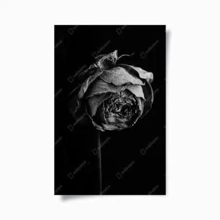 Plakat monochromatyczna suszona róża – Wallissimo®