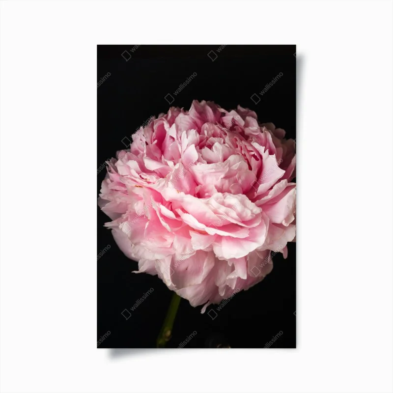 Plakat delikatna różowa piwonia zbliżenie