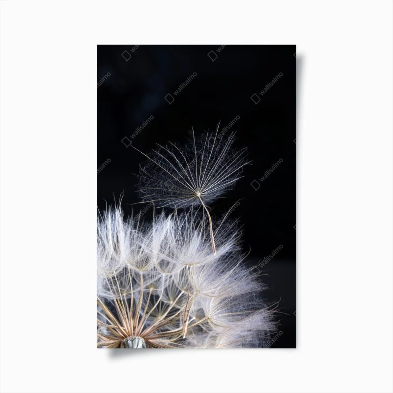 Plakat delikatne ziarno mniszka na czarnym tle