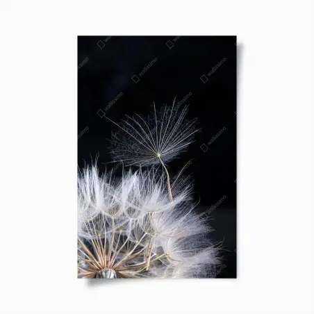 Plakat delikatne ziarno mniszka na czarnym tle – Wallissimo®