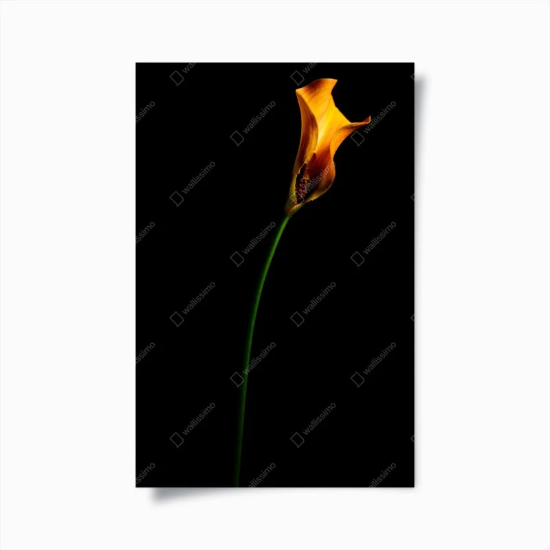 Plakat złota kalia na czarnym tle