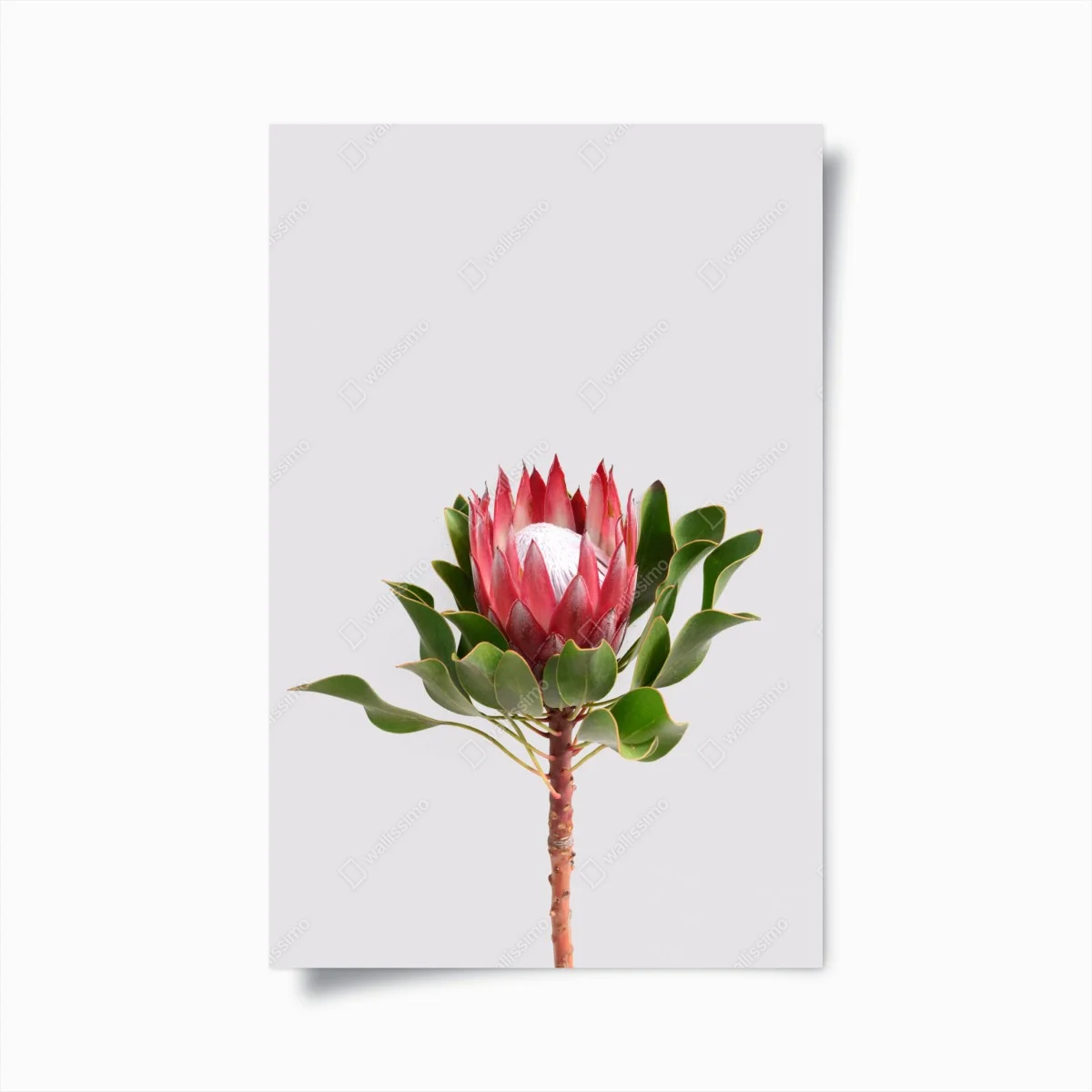 Plakat różowa protea na neutralnym tle – Wallissimo® Plakat różowa protea na neutralnym tle – Wallissimo®