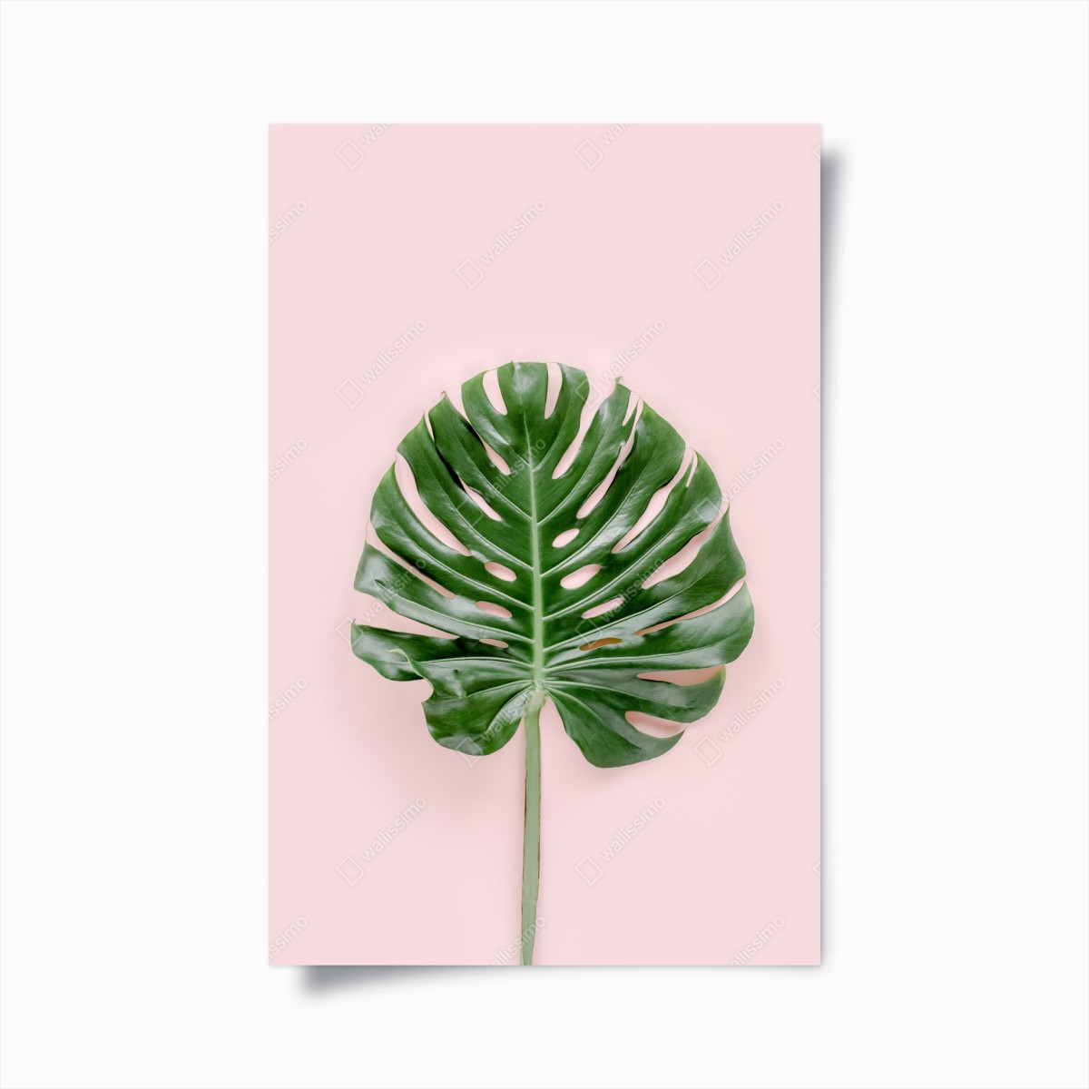 Plakat liść monstera na pastelowym różowym tle – Wallissimo®