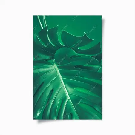 Plakat bujny liść monstery zbliżenie – Wallissimo®