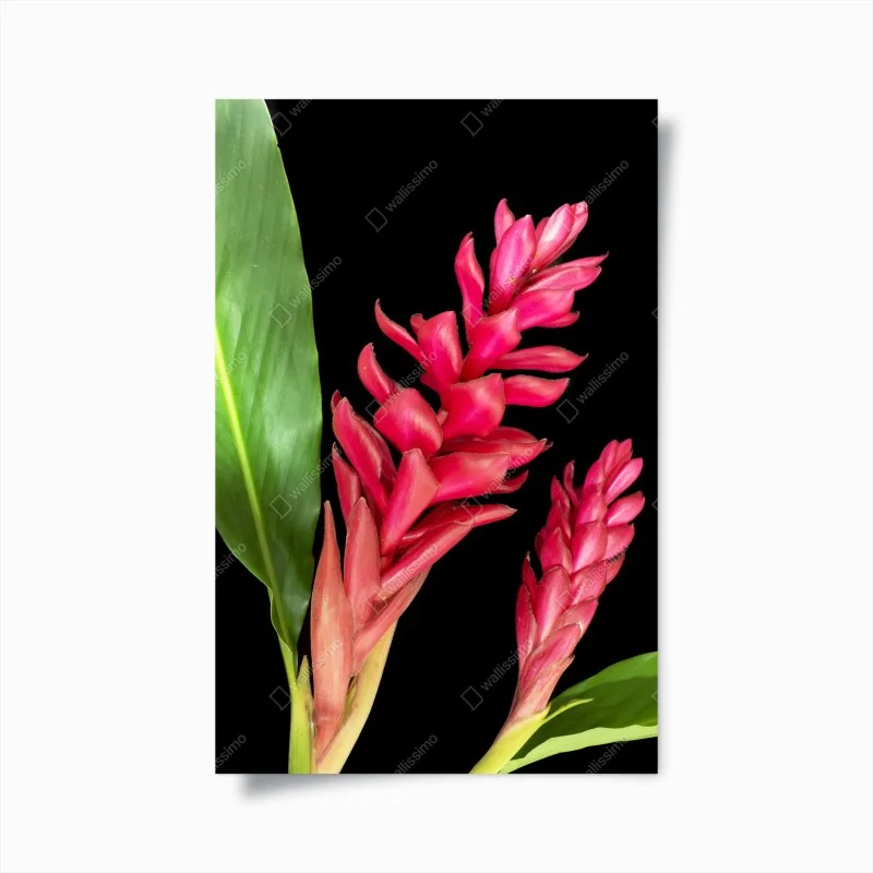 Plakat żywy kwiat ognia na czarnym tle