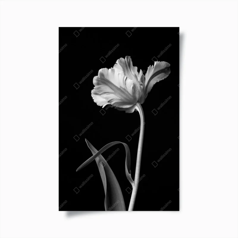 Plakat elegancki monochromatyczny tulipan
