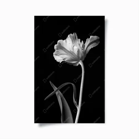 Plakat elegancki monochromatyczny tulipan – Wallissimo®