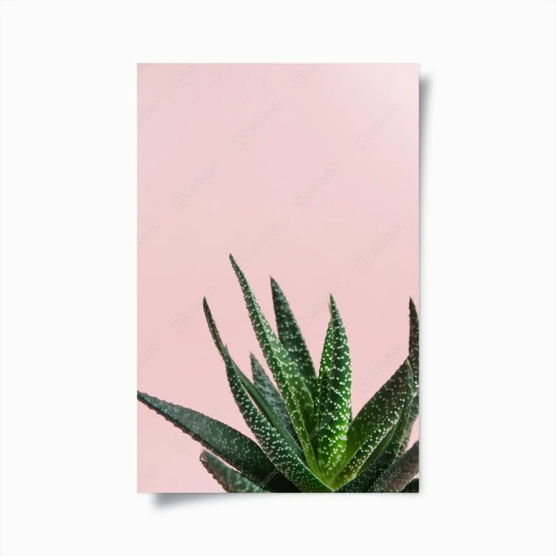 Plakat zielony aloes na różowym tle – Wallissimo®