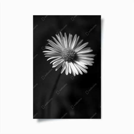 Plakat monochromatyczna stokrotka w zbliżeniu – Wallissimo®