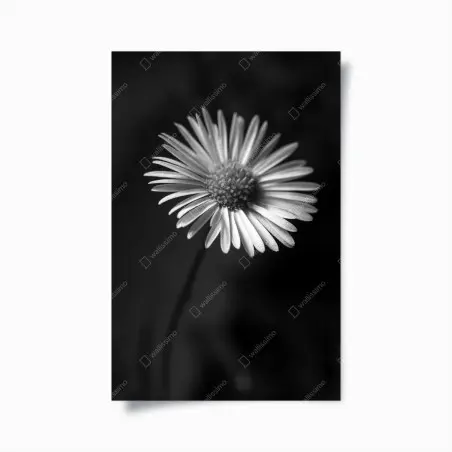 Plakat monochromatyczna stokrotka w zbliżeniu – Wallissimo®