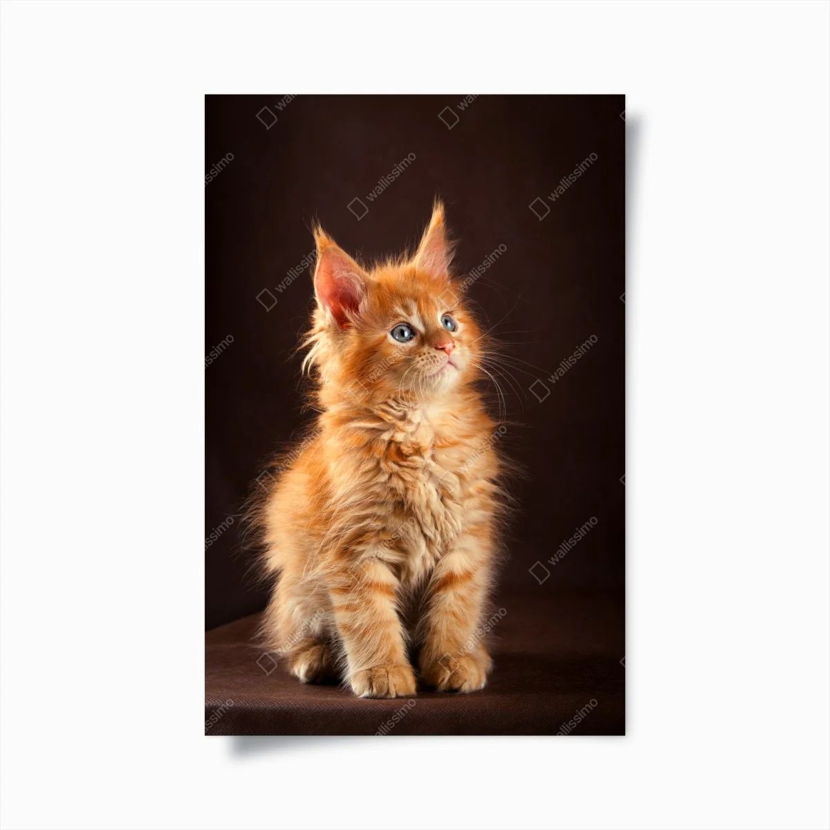 Plakat uroczy rudy kociak w portrecie – Wallissimo® Plakat uroczy rudy kociak w portrecie – Wallissimo®