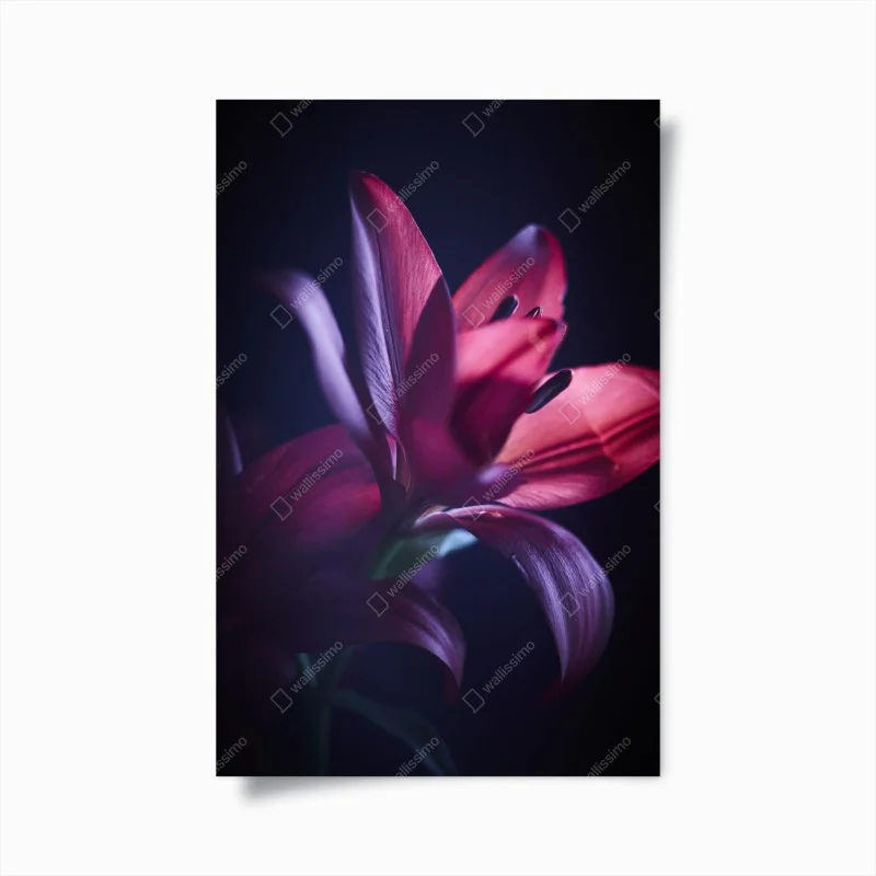 Plakat czerwona lilia w półmroku
