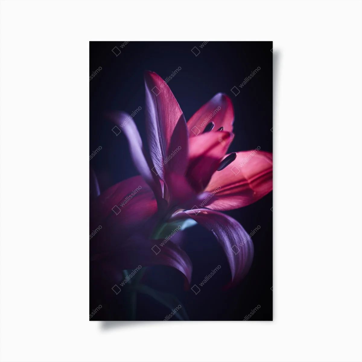 Plakat czerwona lilia w półmroku – Wallissimo® Plakat czerwona lilia w półmroku – Wallissimo®