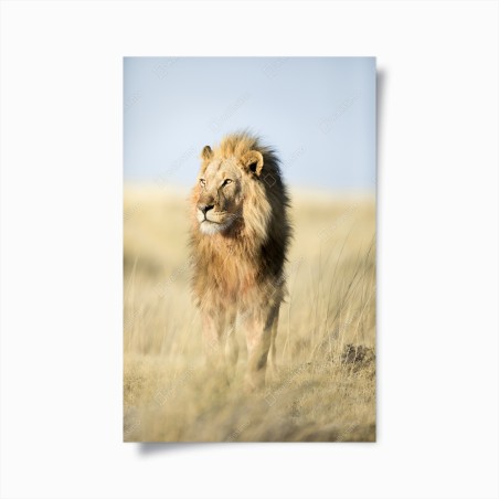 Plakat majestatyczny lew na sawannie – Wallissimo®