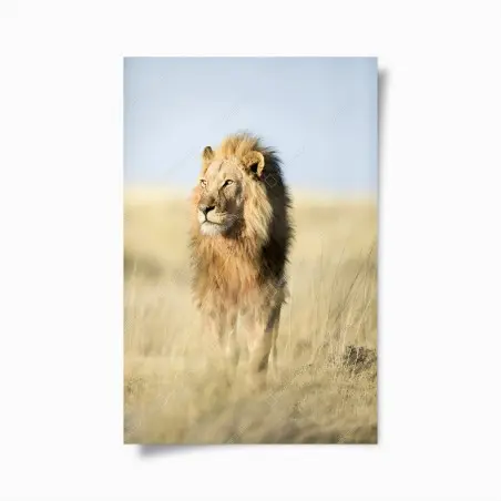Plakat majestatyczny lew na sawannie – Wallissimo®