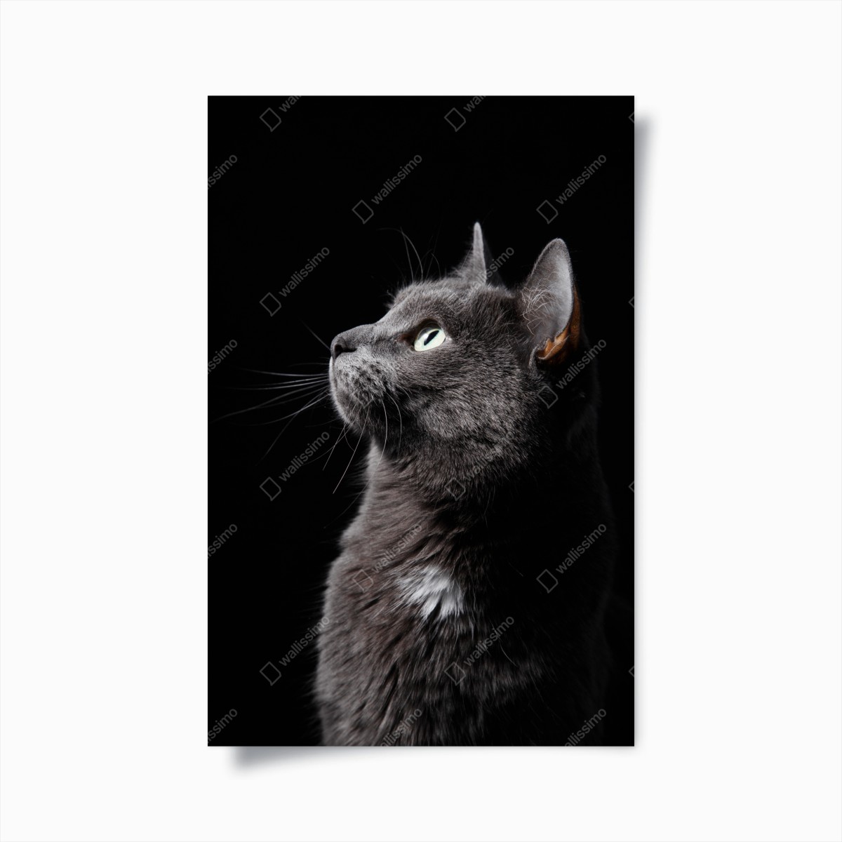 Plakat elegancki portret szarego kota – Wallissimo®