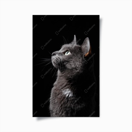 Plakat elegancki portret szarego kota – Wallissimo®