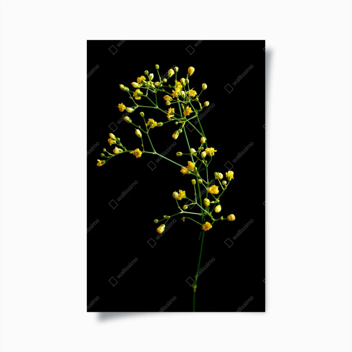 Plakat delikatna żółta gipsówka na czarnym tle – Wallissimo® Plakat delikatna żółta gipsówka na czarnym tle – Wallissimo®