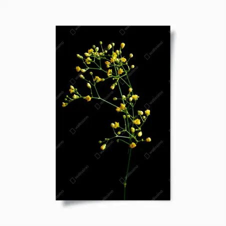 Plakat delikatna żółta gipsówka na czarnym tle – Wallissimo®