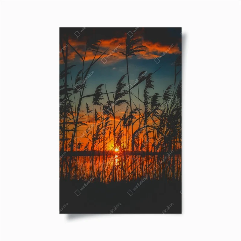 Plakat zachód słońca nad jeziorem z sitowiem w sylwecie