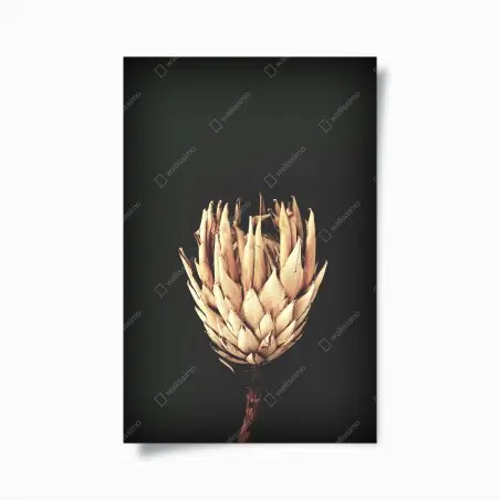 Plakat sucha protea w sepii – Wallissimo®