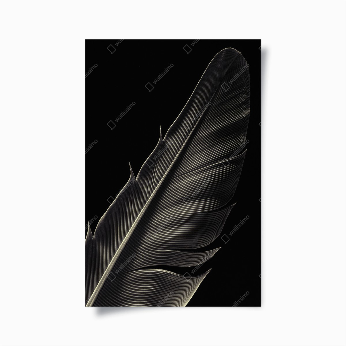 Plakat delikatne pióro w makrofotografii – Wallissimo®