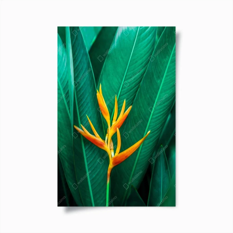 Plakat intensywny tropikalny ptak rajski na zielonych liściach