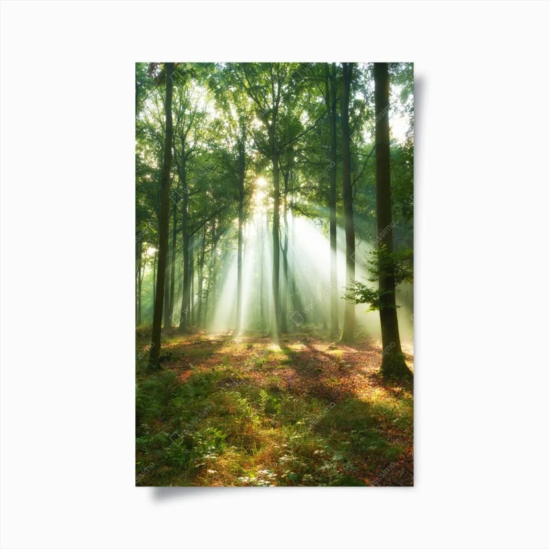 Plakat poranne światło w lesie