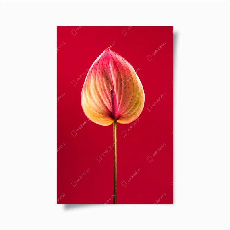 Plakat eleganckie anturium na czerwonym tle