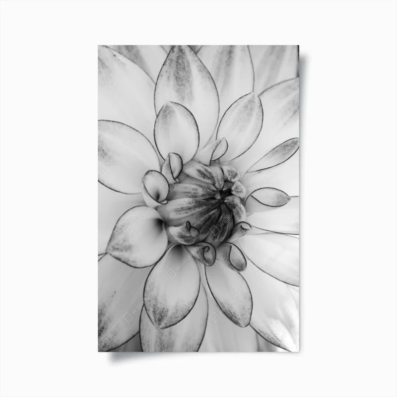 Plakat monochromatyczne zbliżenie dalii