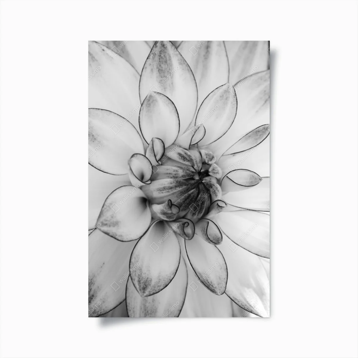 Plakat monochromatyczne zbliżenie dalii – Wallissimo® Plakat monochromatyczne zbliżenie dalii – Wallissimo®