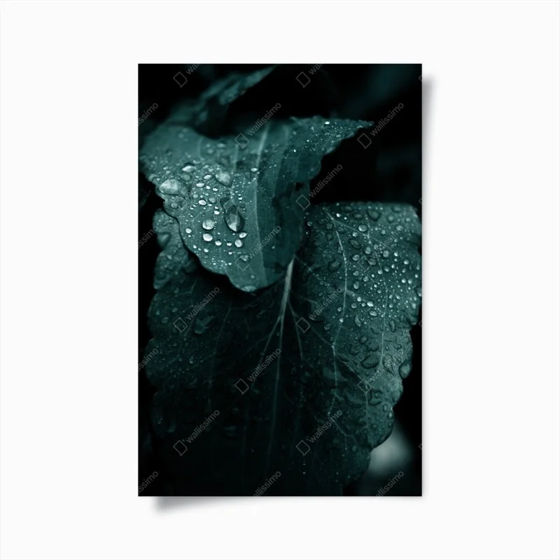 Plakat krople rosy na liściach