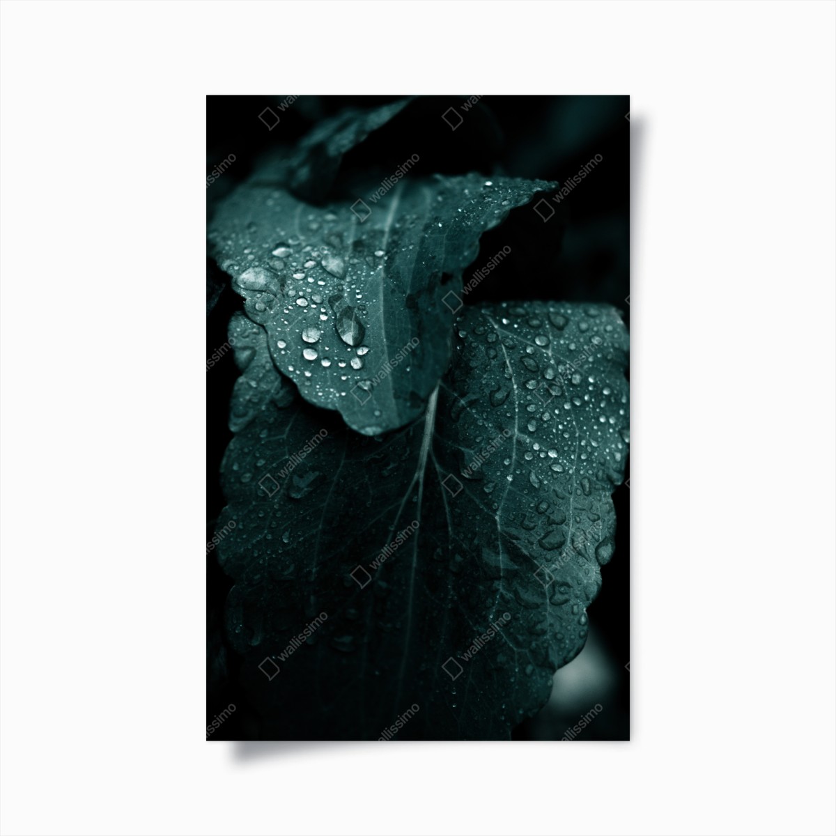 Plakat krople rosy na liściach – Wallissimo®