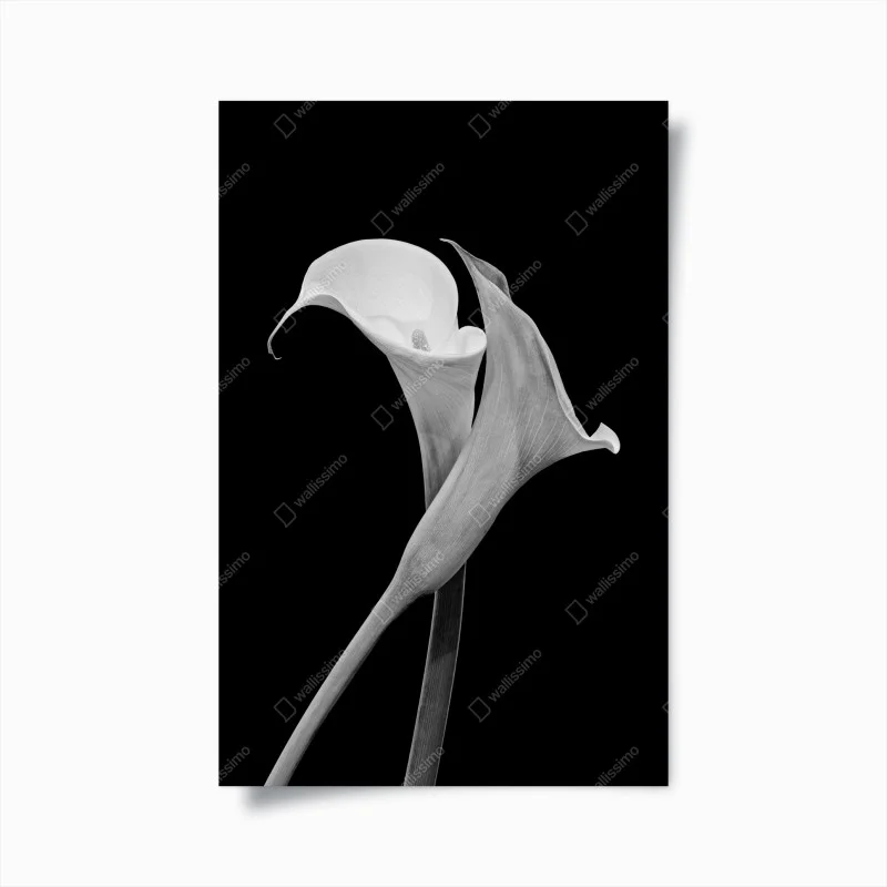 Plakat eleganckie kalie w monochromie