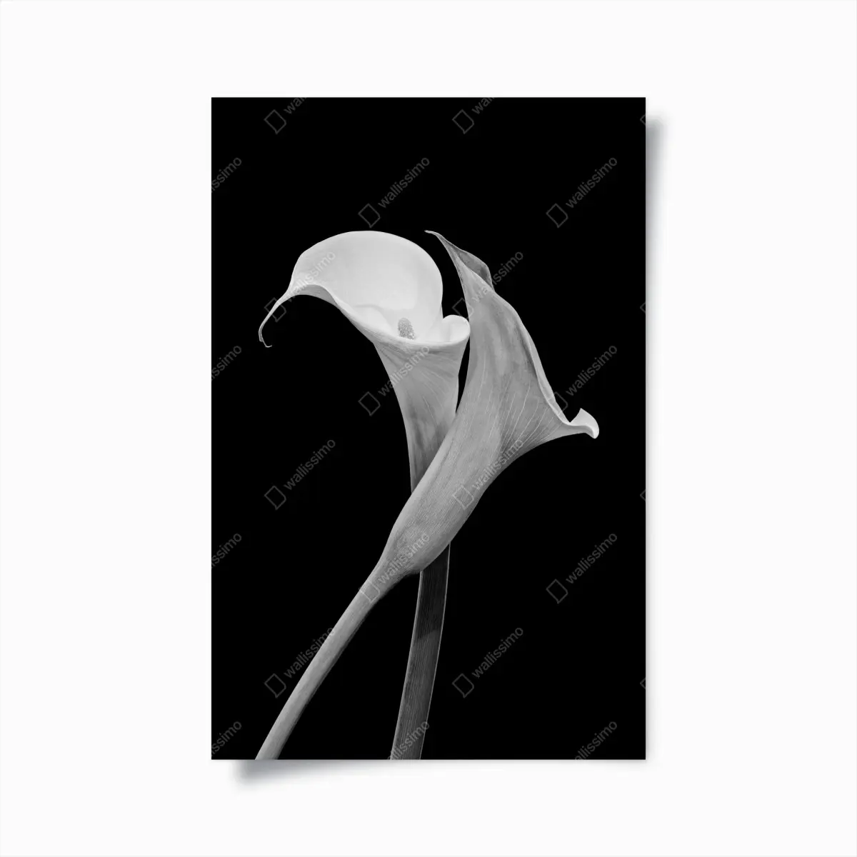 Plakat eleganckie kalie w monochromie – Wallissimo®