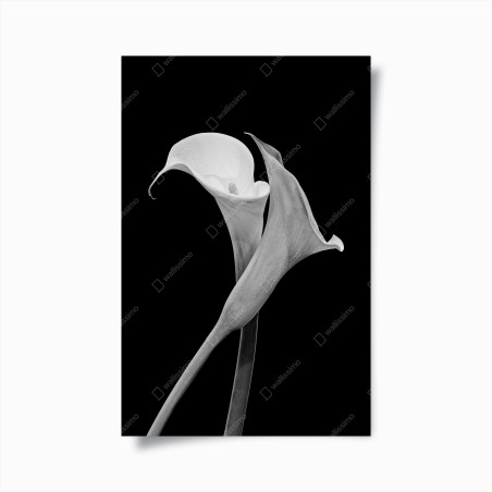 Plakat eleganckie kalie w monochromie – Wallissimo®