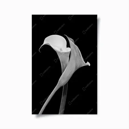 Plakat eleganckie kalie w monochromie – Wallissimo®