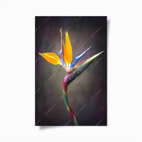 Plakat strelicja w żywych kolorach – Wallissimo®