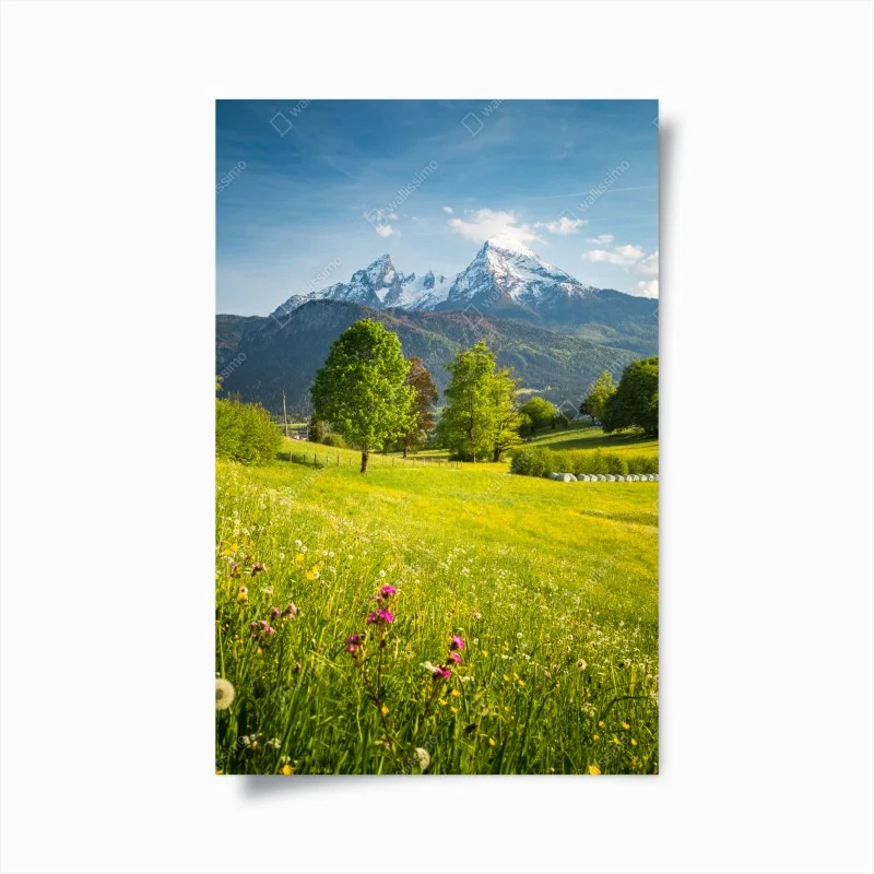 Plakat alpejska wiosenna łąka pod śnieżnymi szczytami