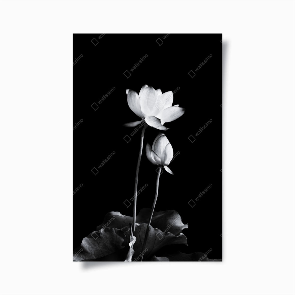 Plakat biały lotos w monochromie – Wallissimo®
