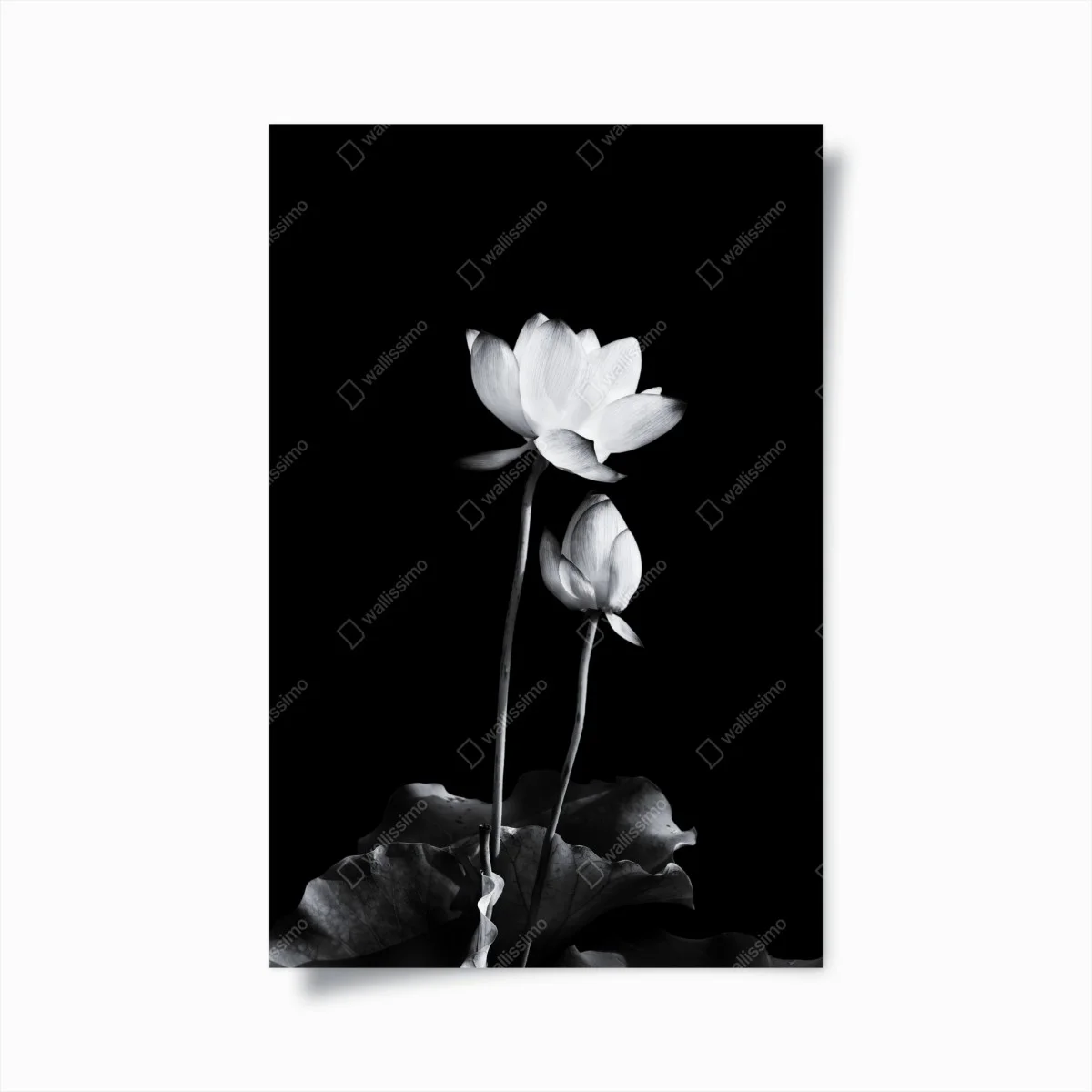 Plakat biały lotos w monochromie – Wallissimo® Plakat biały lotos w monochromie – Wallissimo®