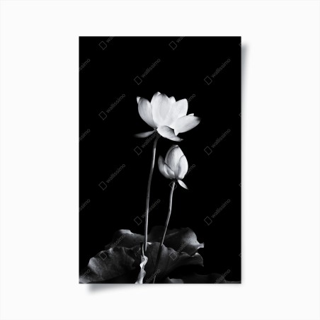 Plakat biały lotos w monochromie – Wallissimo®