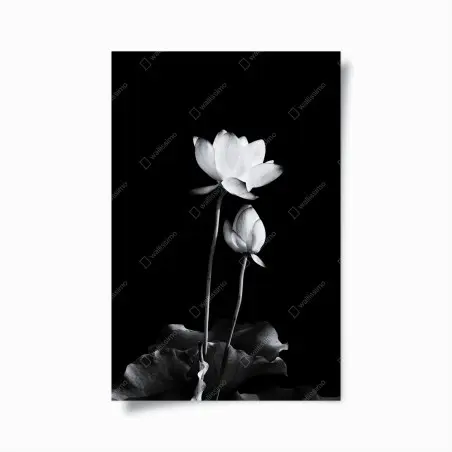 Plakat biały lotos w monochromie – Wallissimo®