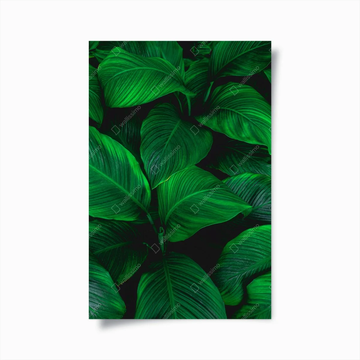 Plakat bujne tropikalne liście – Wallissimo® Plakat bujne tropikalne liście – Wallissimo®