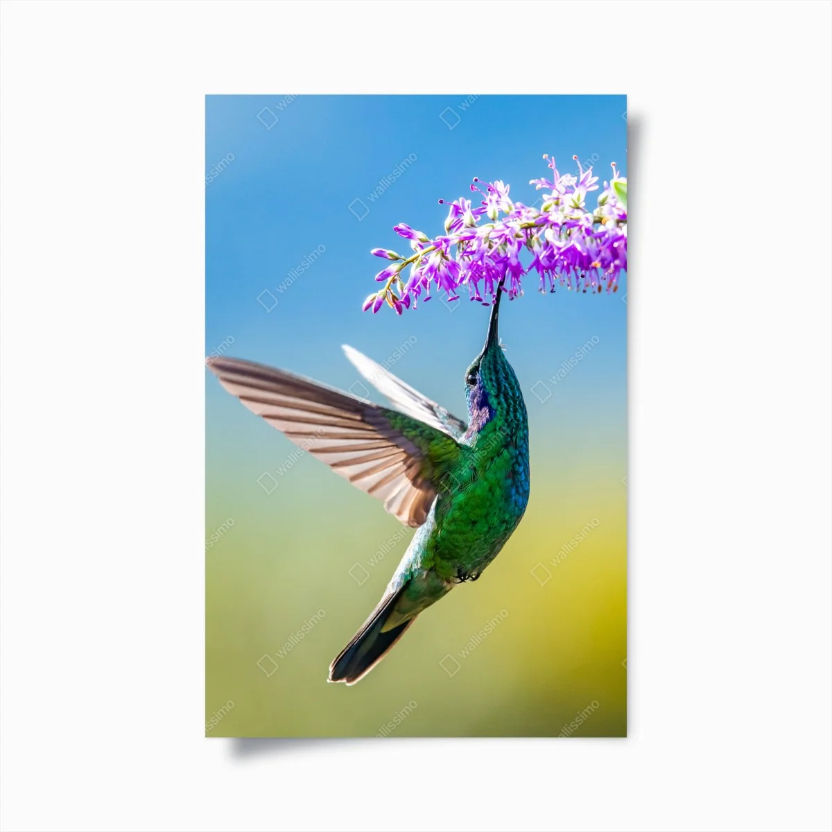 Plakat koliber przy fioletowym kwiecie – Wallissimo® Plakat koliber przy fioletowym kwiecie – Wallissimo®