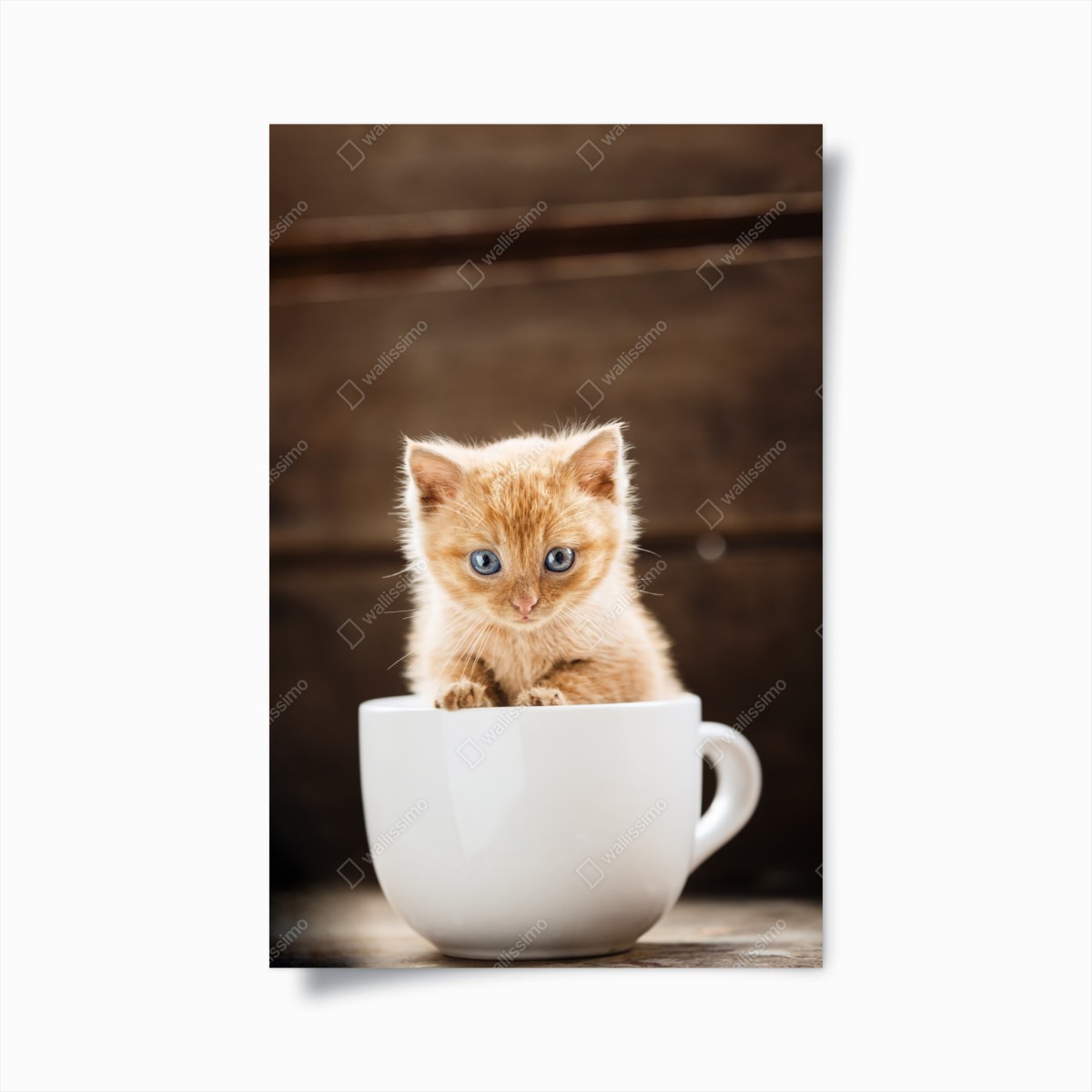 Plakat rudy kociak w filiżance – Wallissimo®