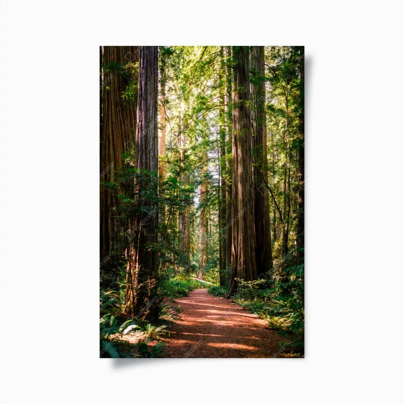 Plakat majestatyczna ścieżka w lesie sekwoi