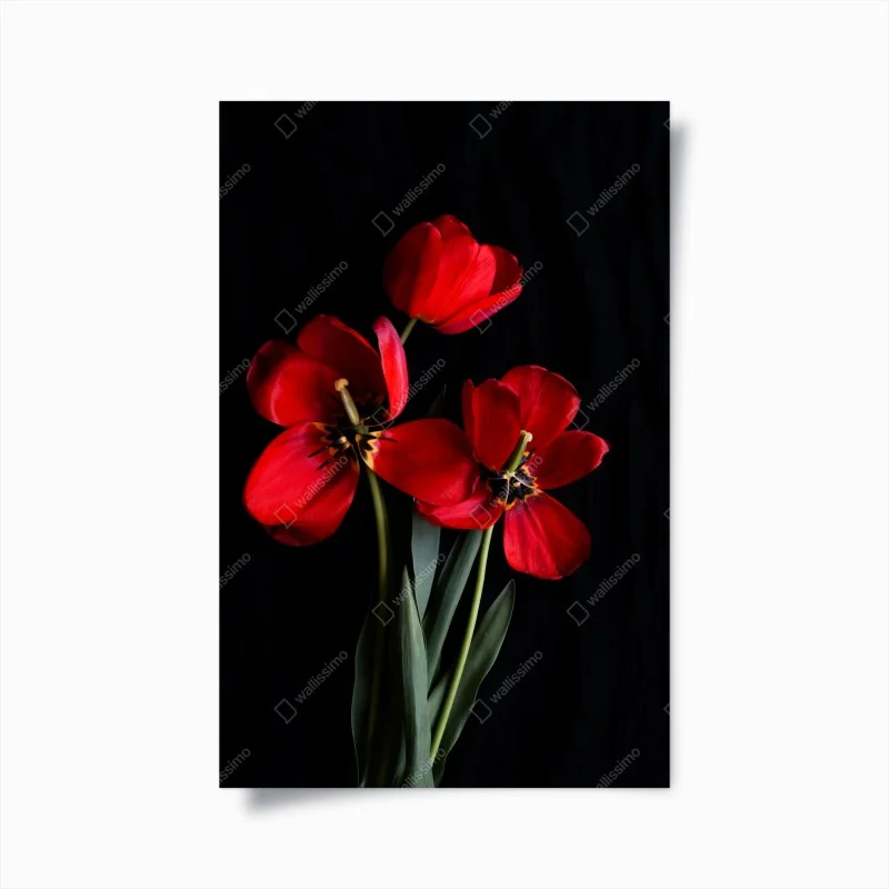 Plakat trzy czerwone tulipany na czarnym tle