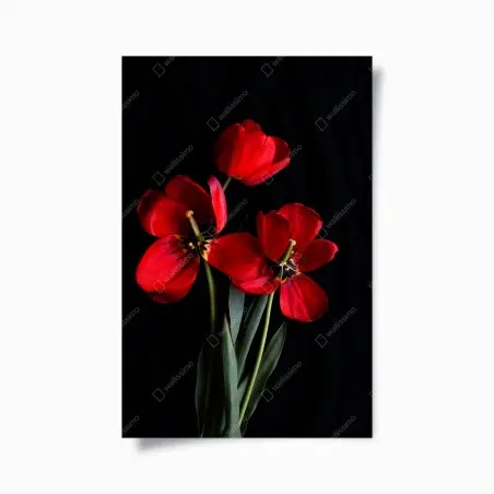 Plakat trzy czerwone tulipany na czarnym tle – Wallissimo®