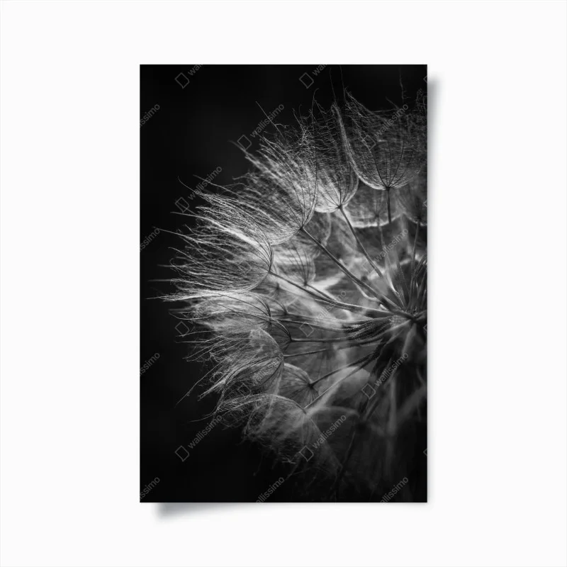 Plakat delikatny puch dmuchawca w monochromie